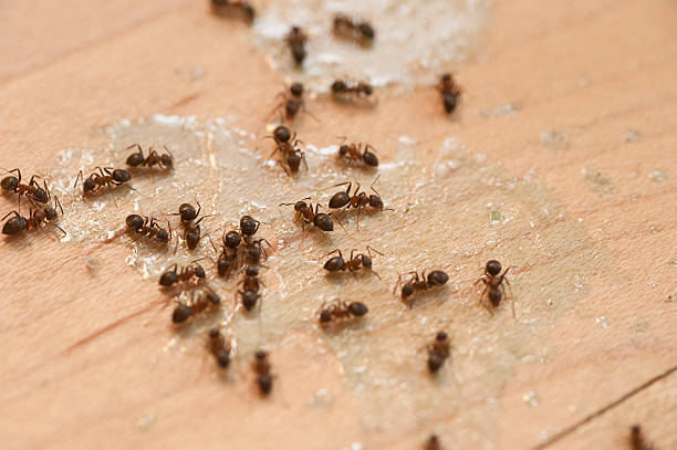 Best Cockroach Control Services  in Colon, MI