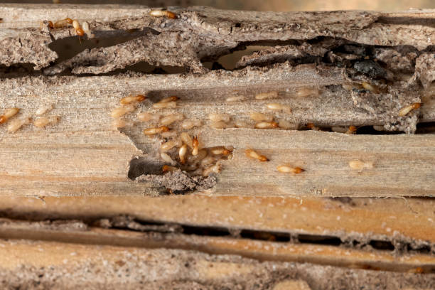 Best Pest Control Treatment  in Colon, MI
